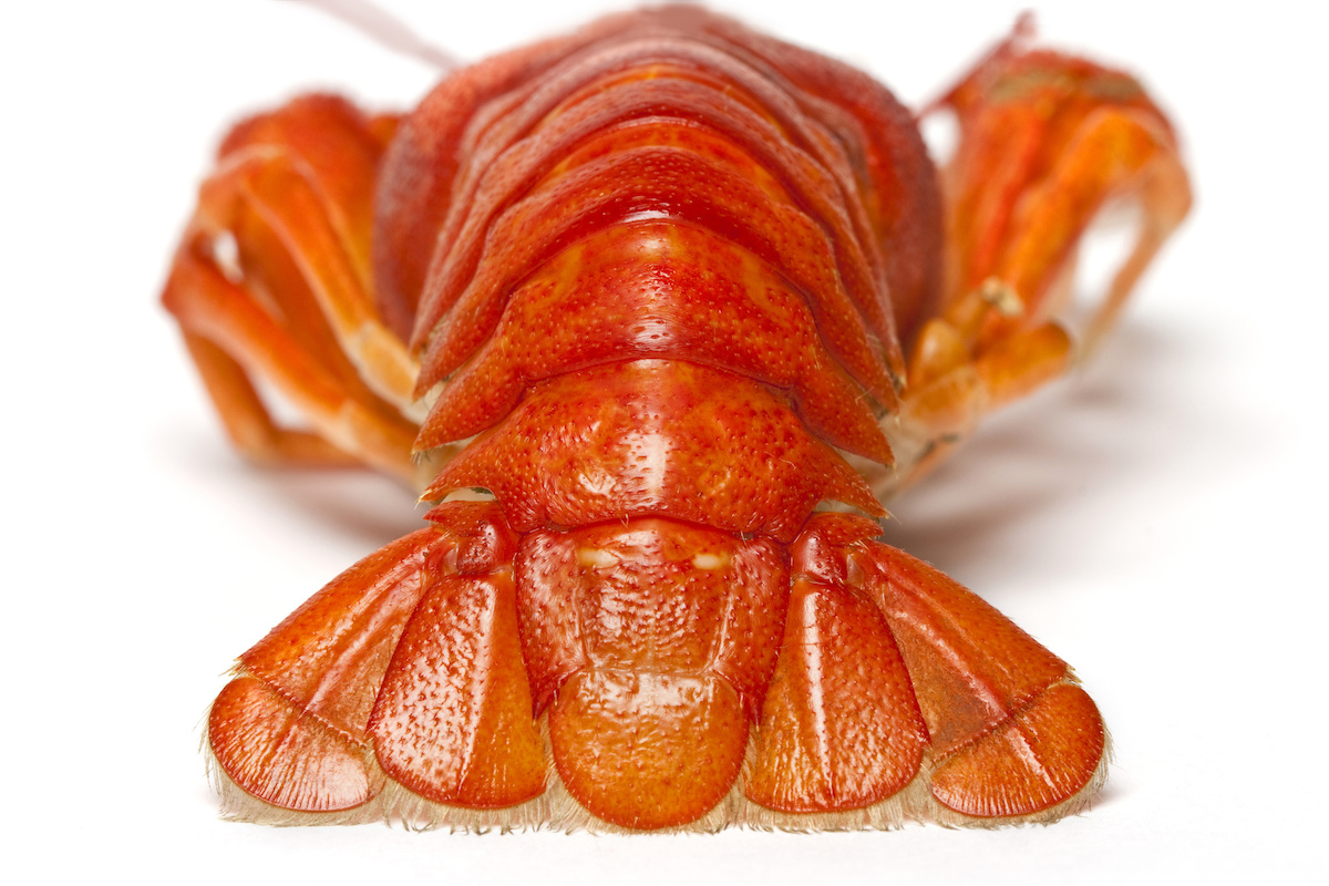 Photo of a cooked Crayfish Tail in shell