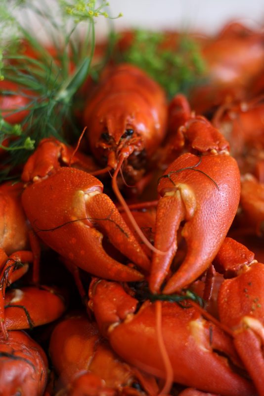 A photo cooked crayfish with a dill flower.