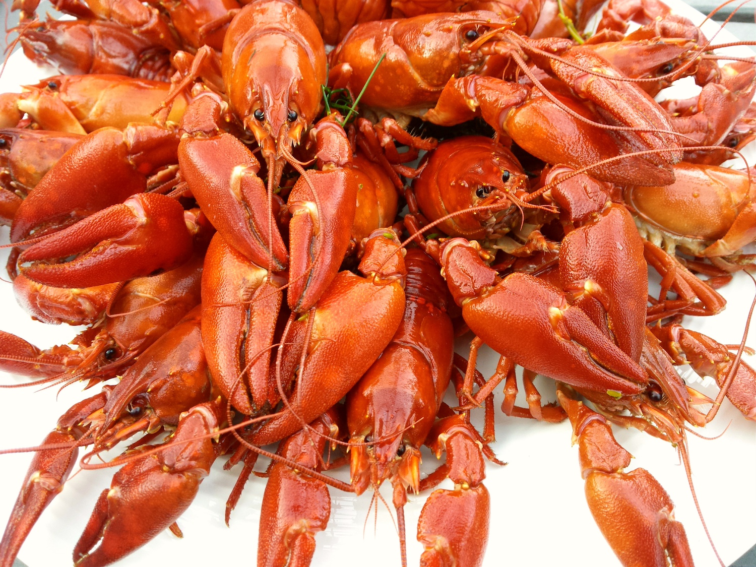 A photo of a platter of UK Cooked Crayfish in large white bowl