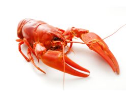 Photo of a Cooked Signal Crayfish on white background