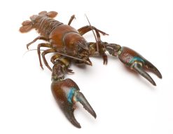 Photo of a live crayfish on white background